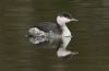 Slavonian Grebe at Two Tree Island (East) (Steve Arlow) (124865 bytes)